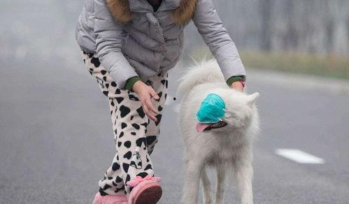 成人宠物口罩怎么戴视频,成人版